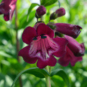 Penstemon Port Wine